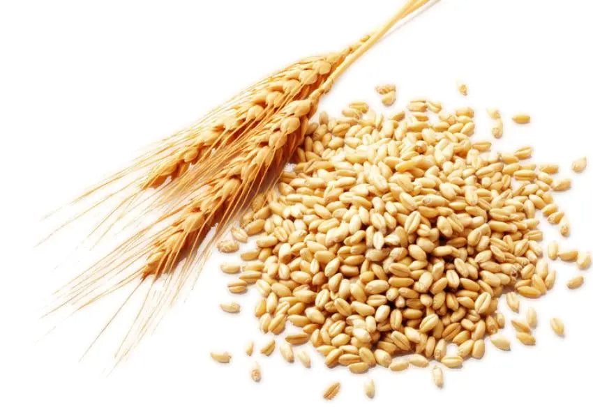 Carrier Oil -Wheat Germ -Refined -Bleached -Deodorized -Winterized