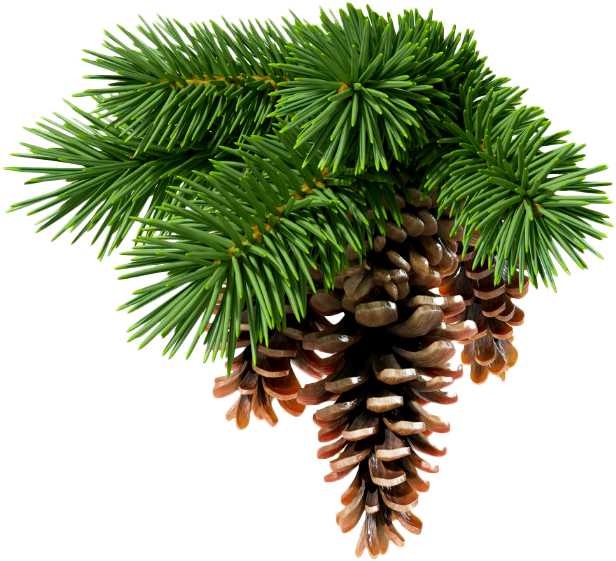 Essential Oil - Fir Needle (Abies Sibirica)