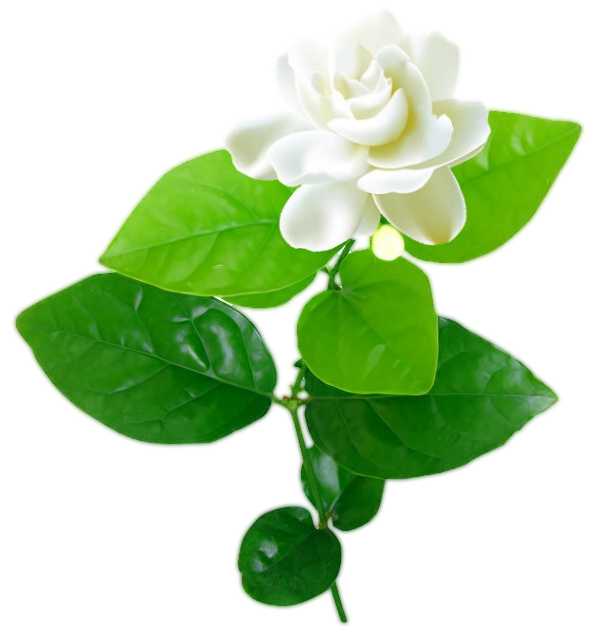 Essential Oil - Gardenia Absolute (Gardenia Jasminoides) 500 ml