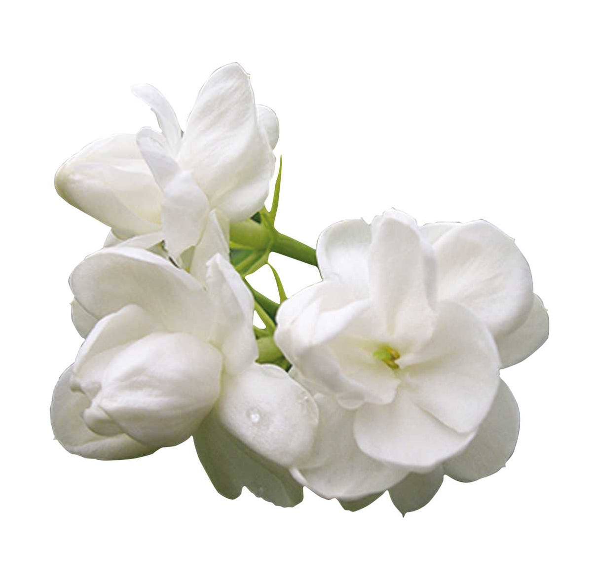 Essential Oil - Jasmine Absolute (Jasminum Grandiflorum)