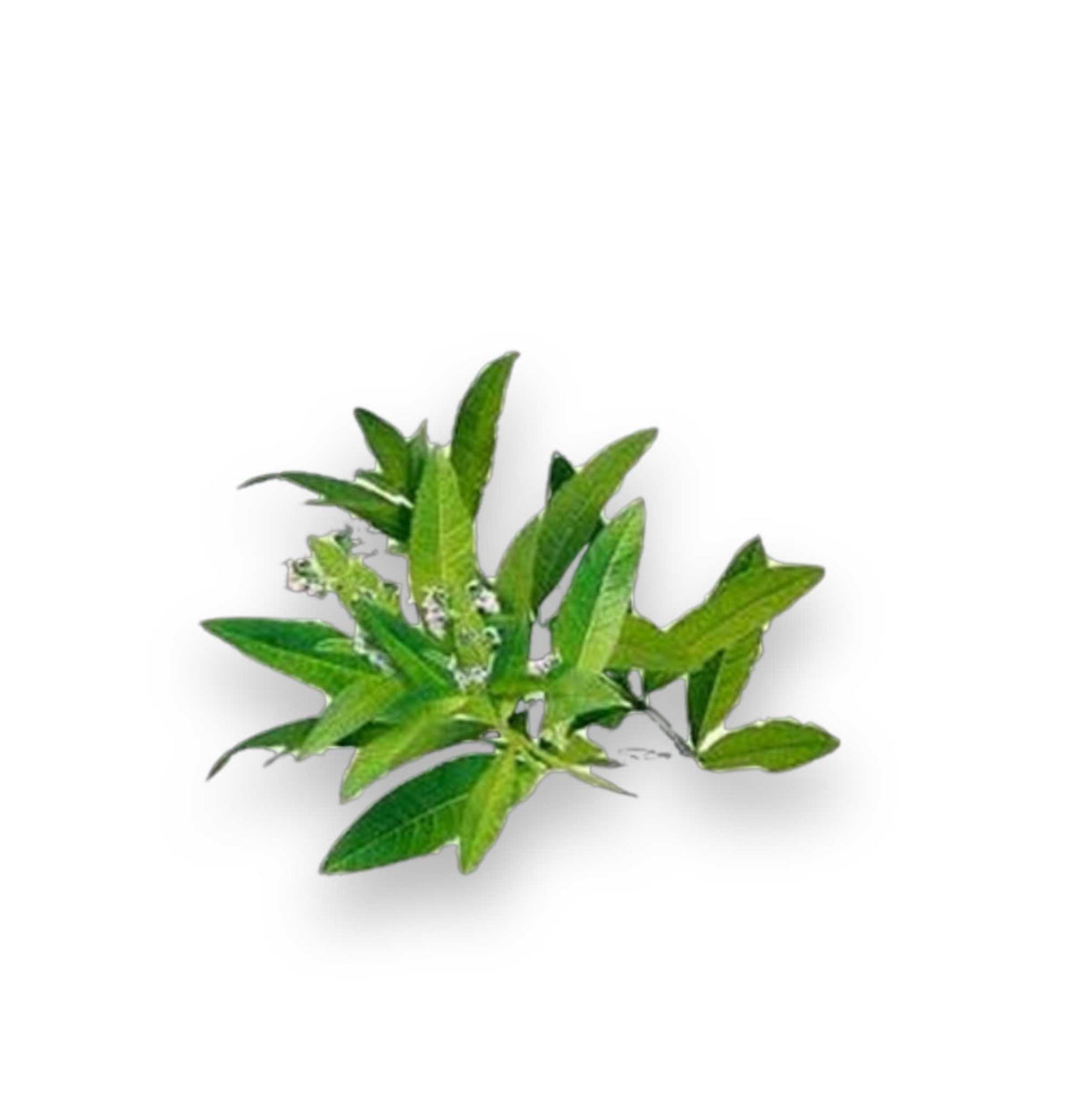 Essential Oil - Lemon Verbena (Aloysia Citrodora) 500 ml