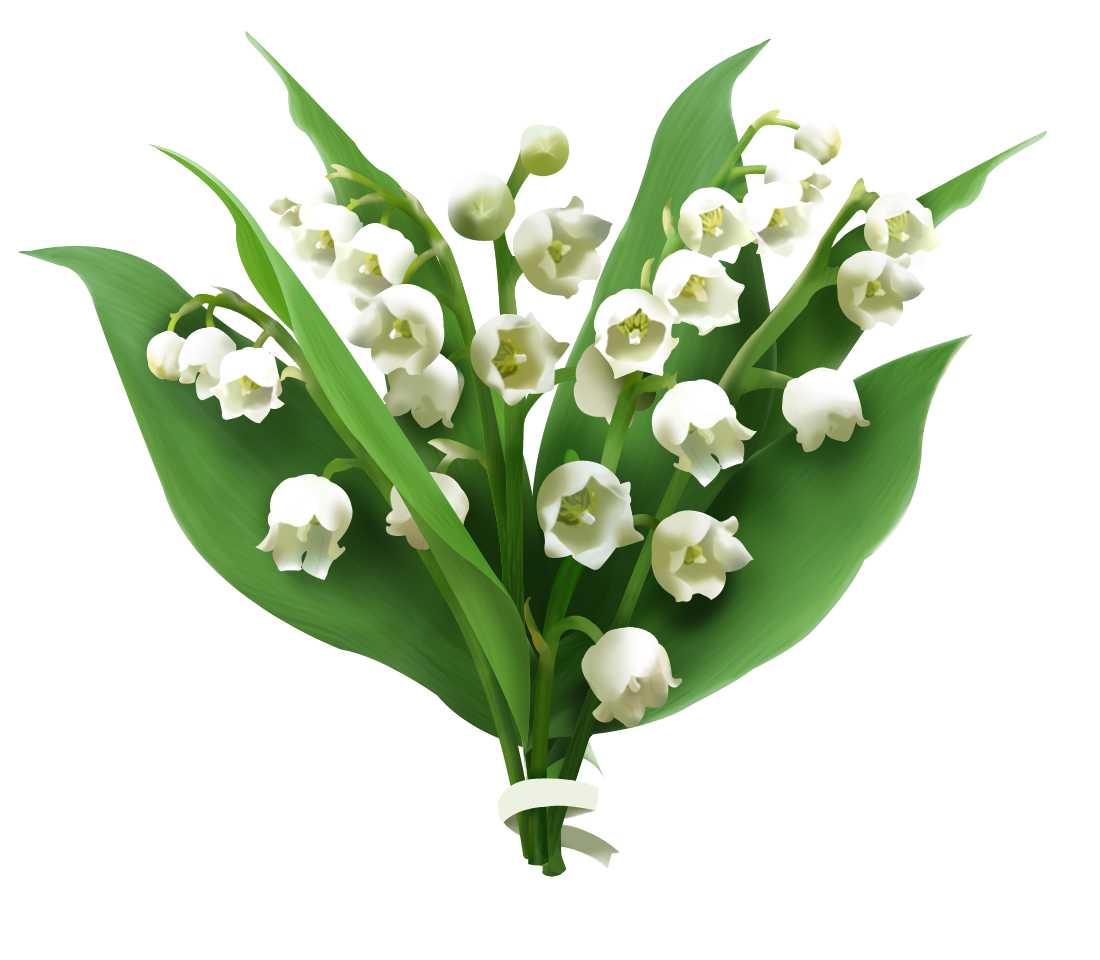 Essential Oil - Lily of the Valley Absolute (Convallaria Majalis)
