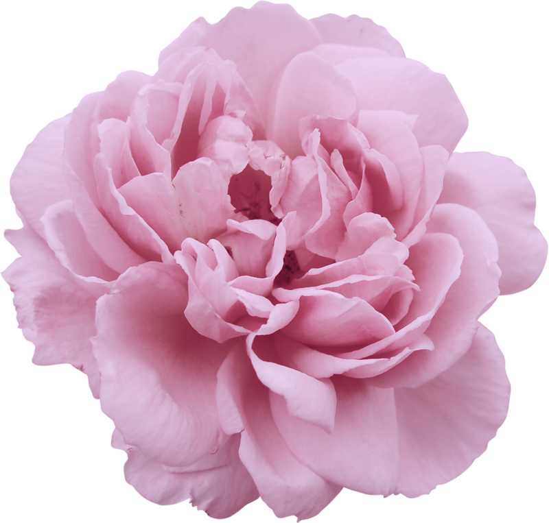 Essential Oil - Peony (Paeonia Suffruticosa)