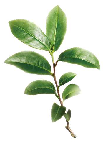 Essential Oil - Tea Tree (Melaleuca Alternifolia)