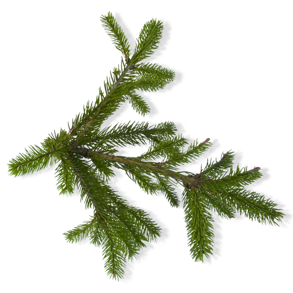 Essential Oil - Balsam Fir (Abies Balsamea) 500 ml