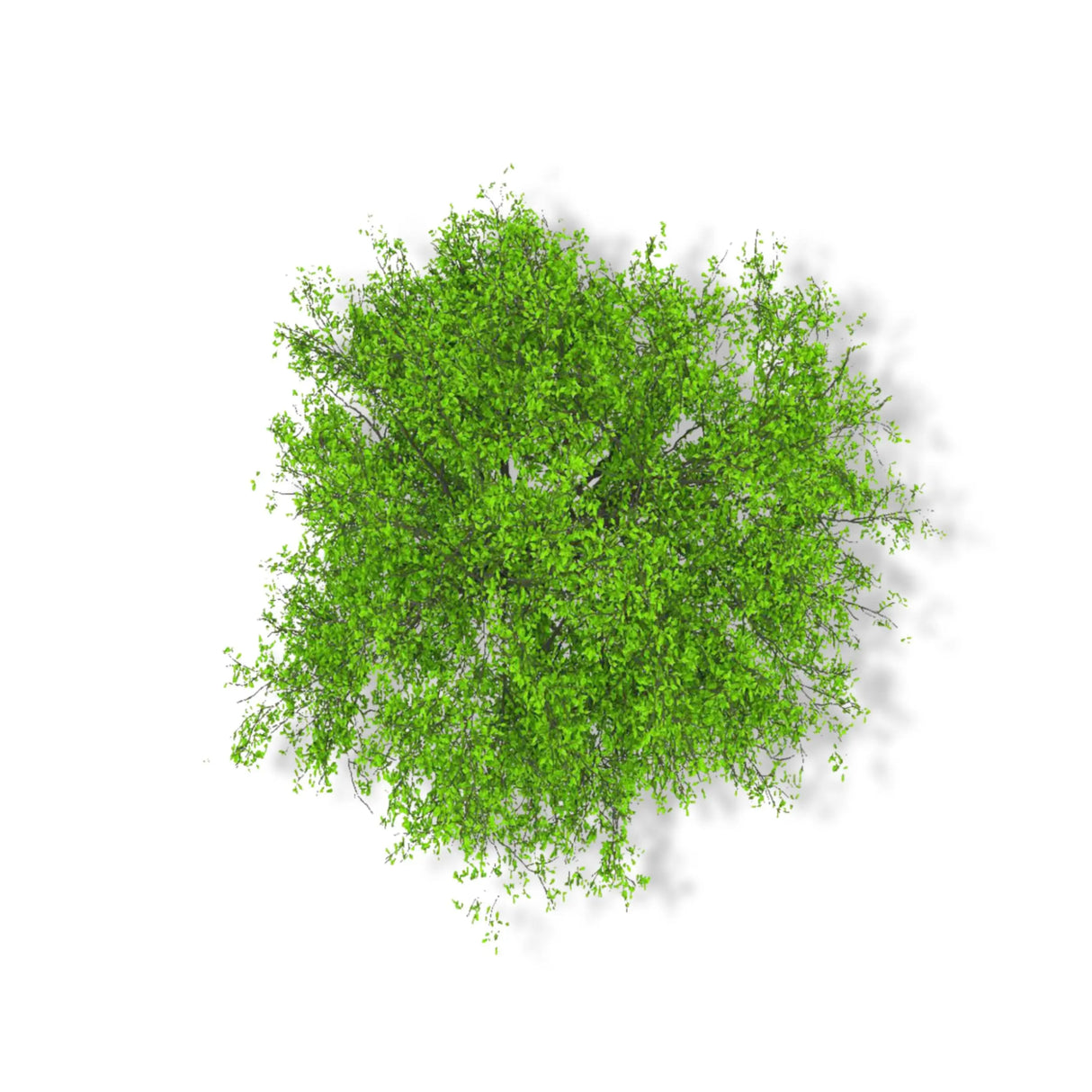 Essential Oil - Camphor (Cinnamomum Camphora) 500 ml