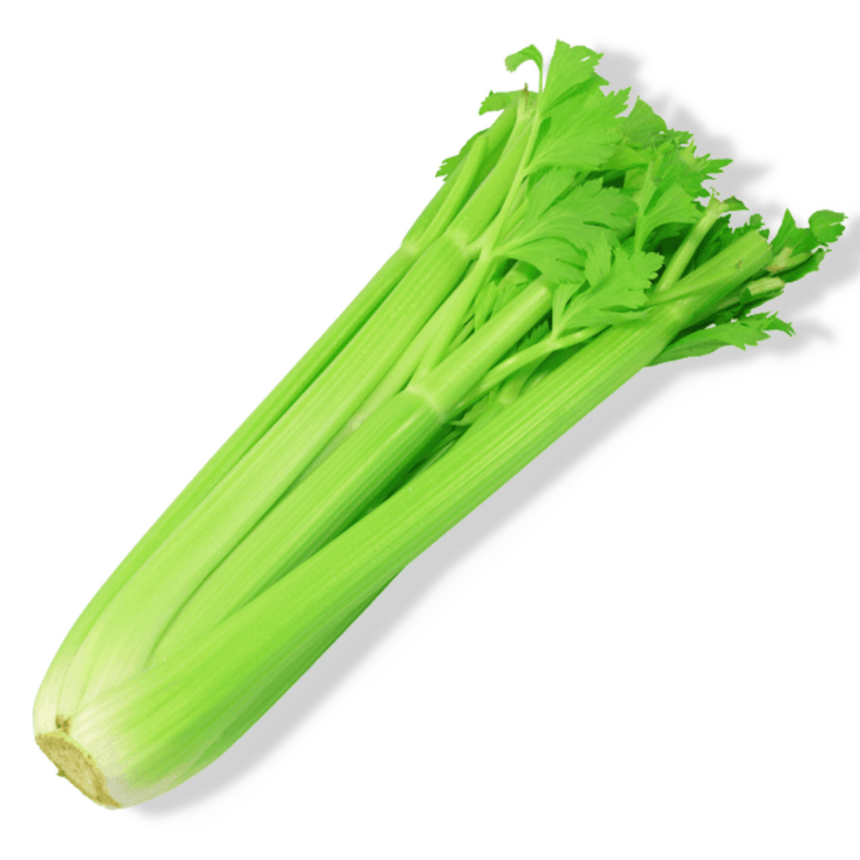 Essential Oil - Celery Seeds (Apium Graveolens) 500 ml