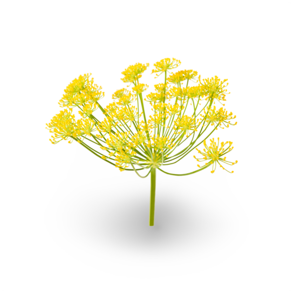 Essential Oil - Sweet Fennel (Foeniculum Vulgare Dulce) 500 ml