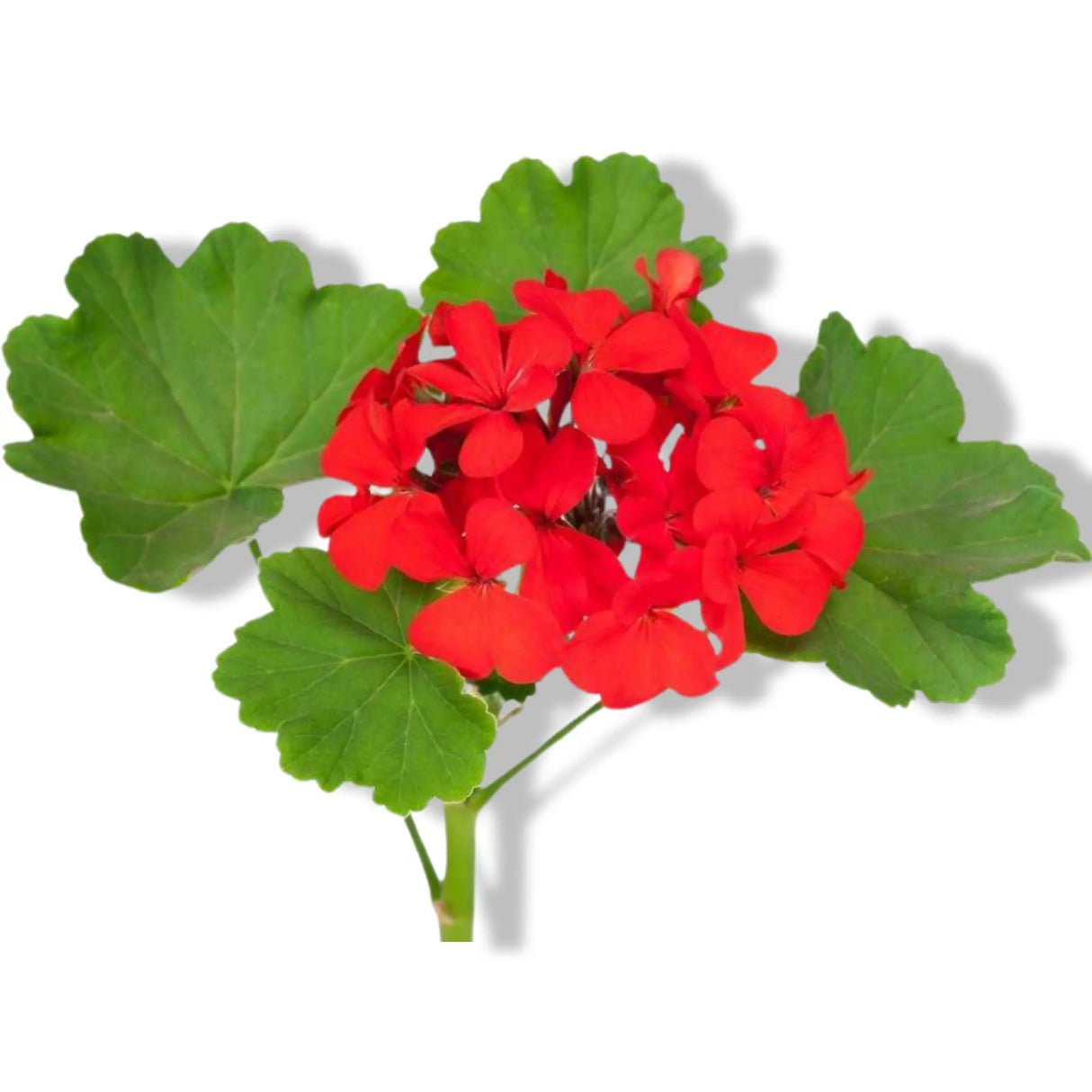 Essential Oil - Geranium (Pelargonium x Asperum) 500 ml