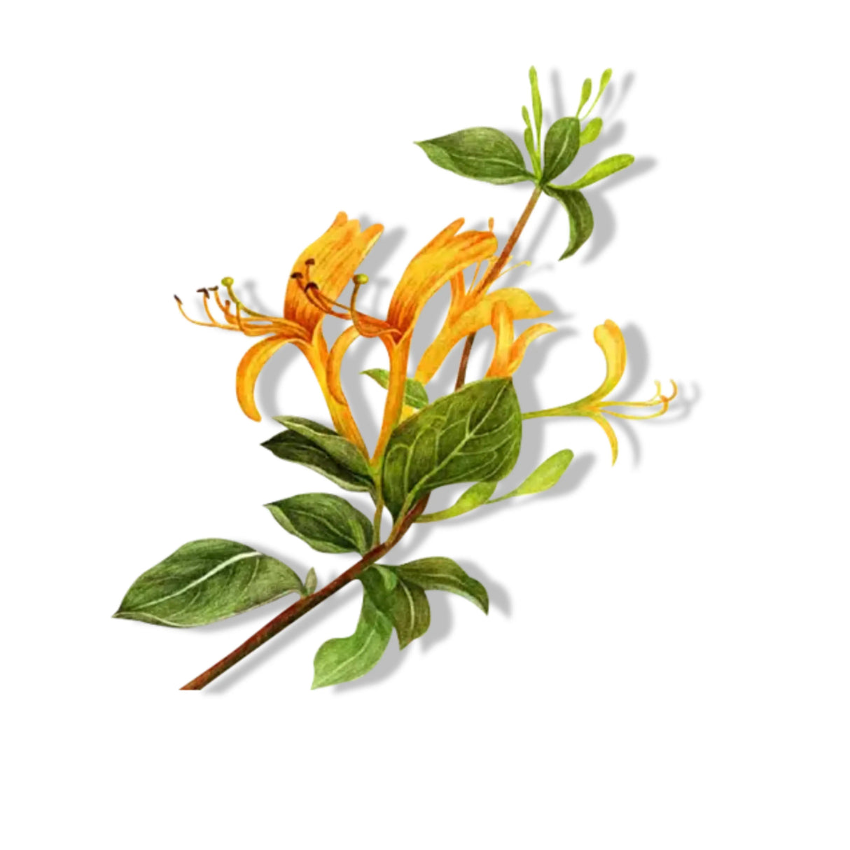 Essential Oil - Honeysuckle Absolute (Lonicera Caprifulium) 118 ml
