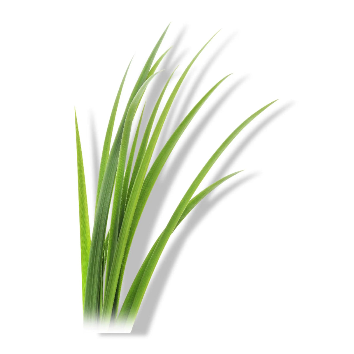 Essential Oil - Lemongrass (Cymbopogon Flexuosus) 500 ml