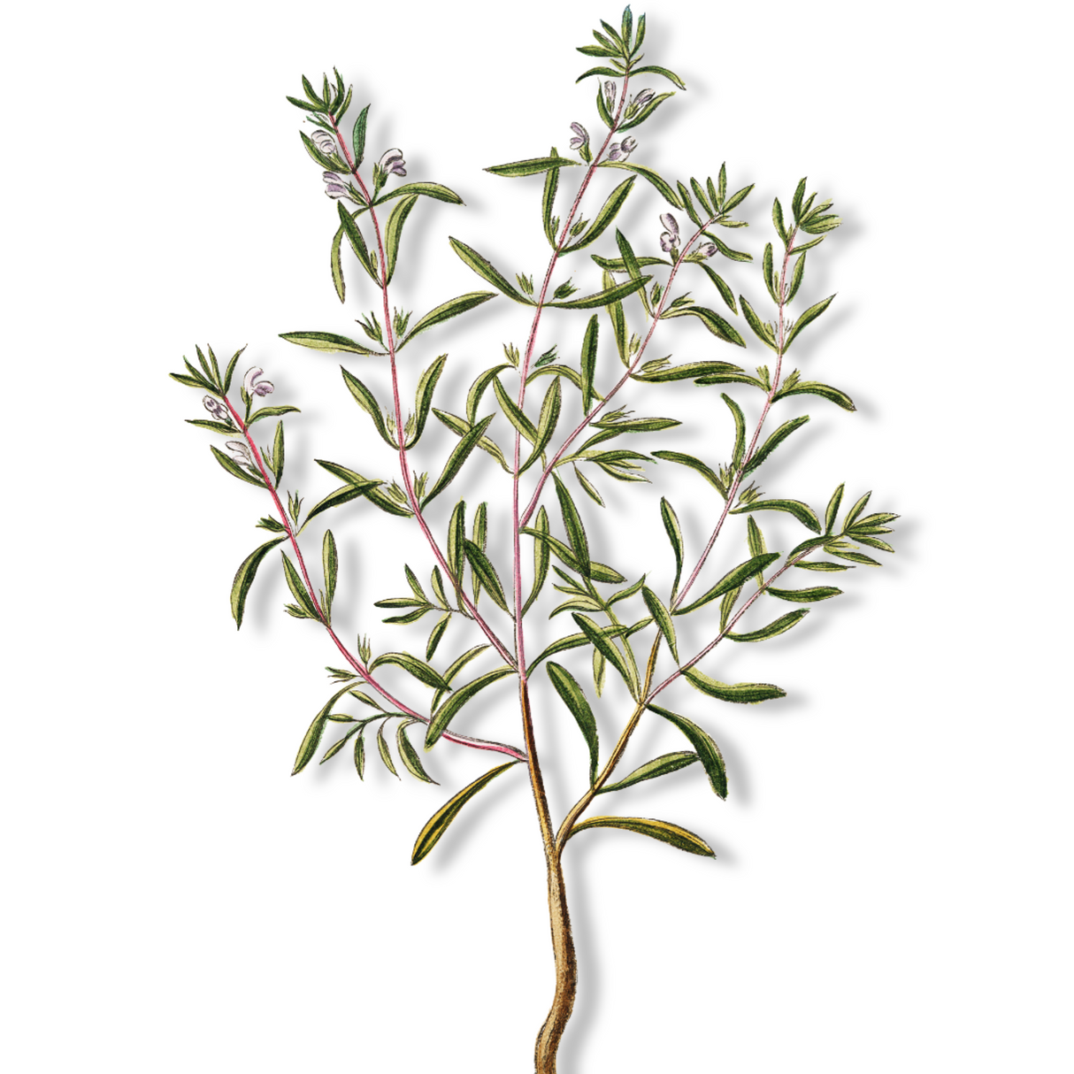 Essential Oil - Savory Winter (Satureja Montana) 500 ml