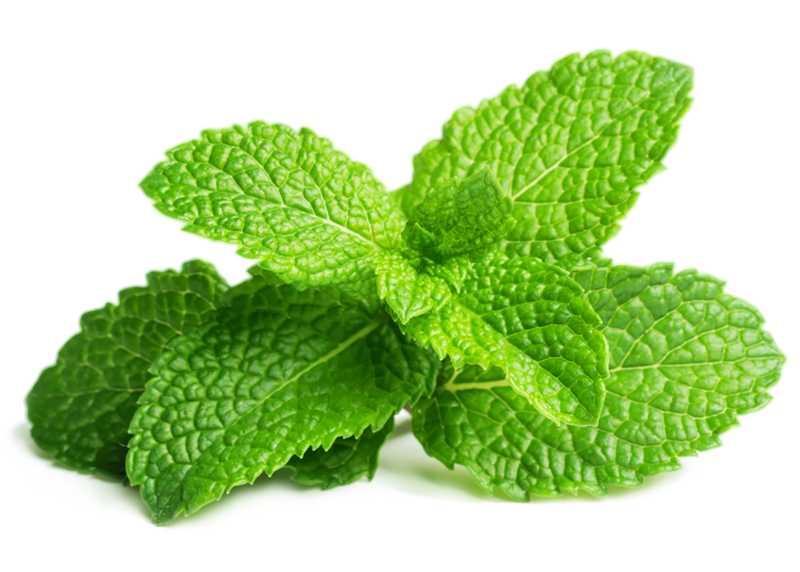 Flavor Oil -Peppermint
