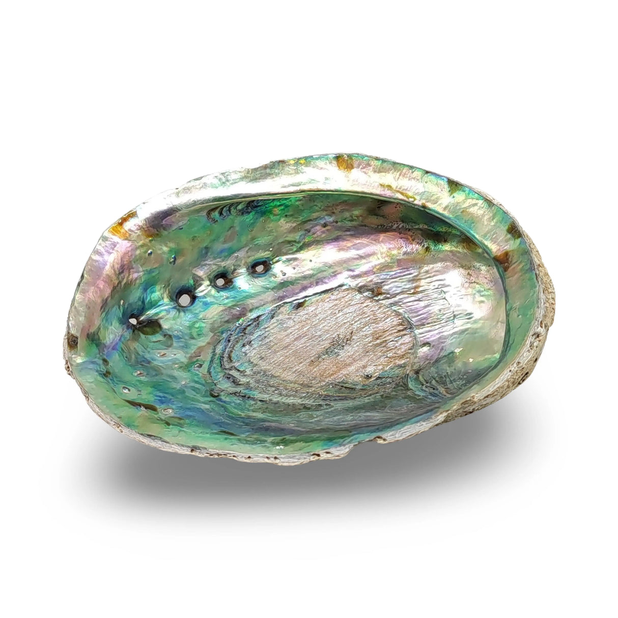 Smudging - Abalone Shell 5" - 6"