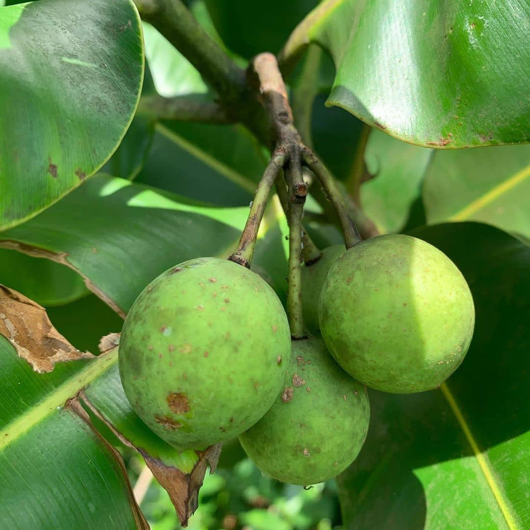 Carrier Oil - Tamanu (Calophyllum Inophyllum)