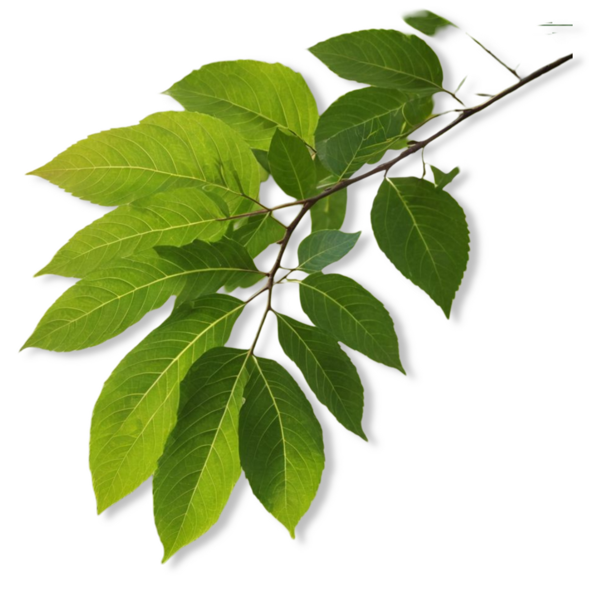 Essential Oil - Rosewood (Aniba Rosaeodora)