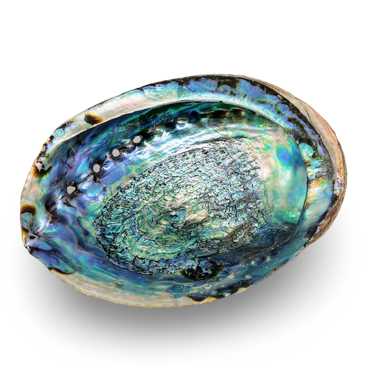 Smudging - Abalone Shell
