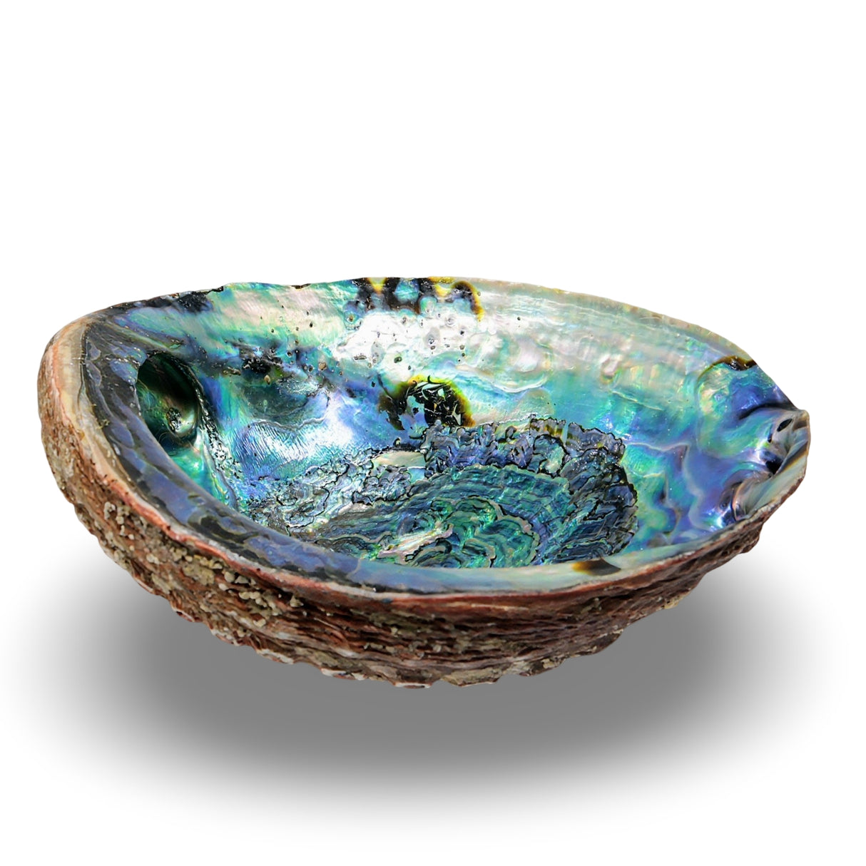 Smudging - Abalone Shell 7" - 8"