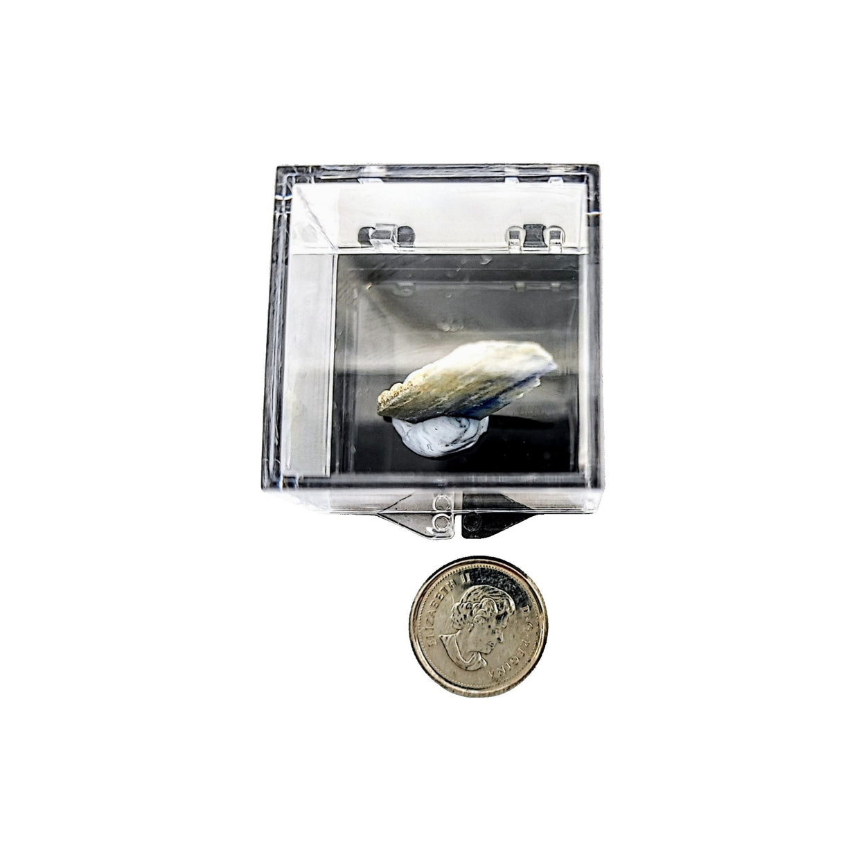 Collection Piece -Display Box -Kyanite -Rough -Brazil