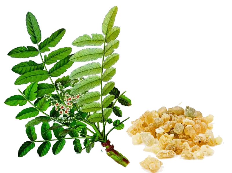 Essential Oil - Frankincense (Boswellia Serrata) 500 ml 18 oz