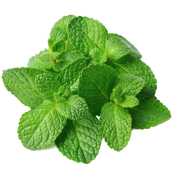 Essential Oil - Peppermint (Mentha Arvensis) 500 ml