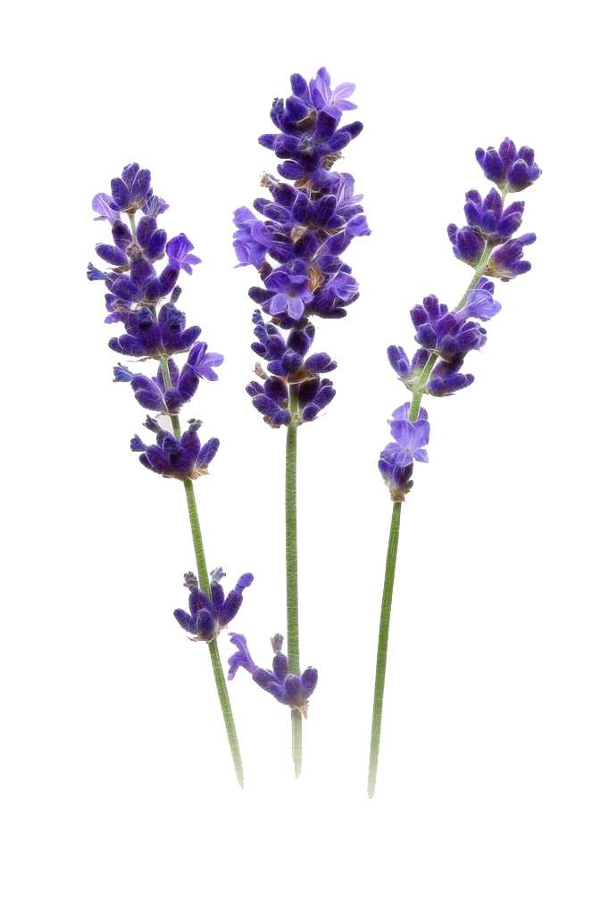 Fragrance Oil - Lavender 500 ml