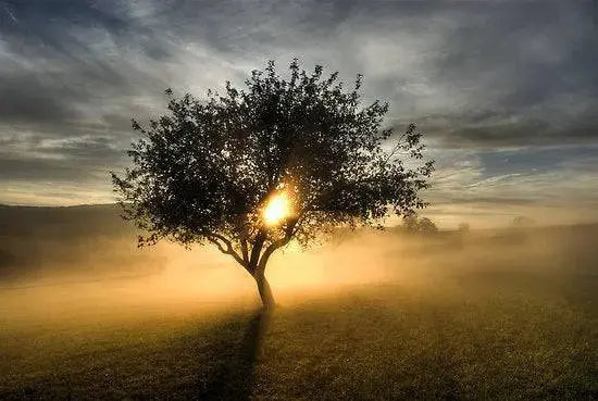 Fragrance Oil -Morning Breeze 500 ml