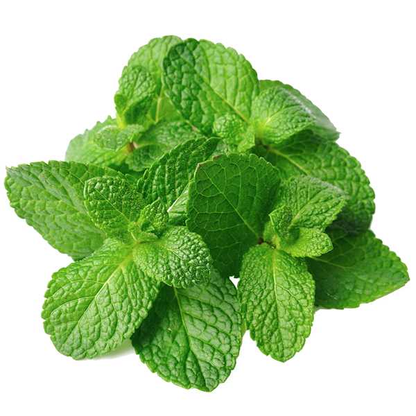 Fragrance Oil - Peppermint 500 ml