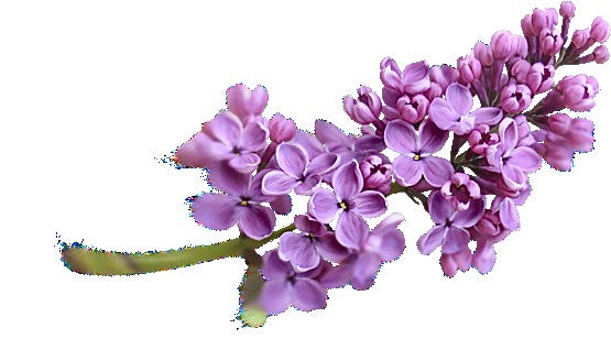 Incense - Backflow Cones - Lavender - 8 Cones