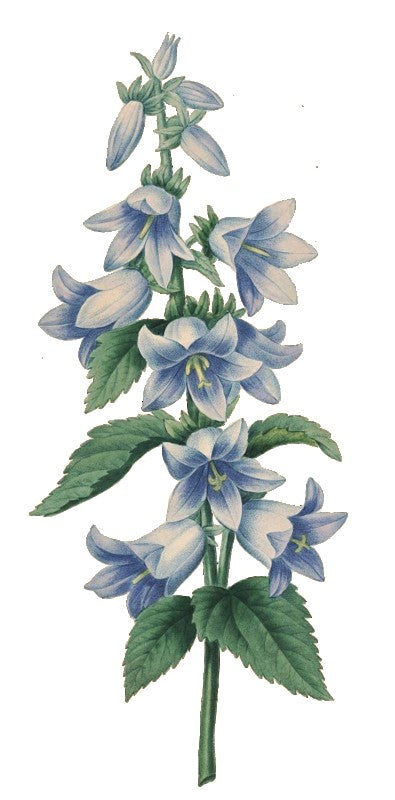 Incense Sticks - Blue Sage - Pack of 10