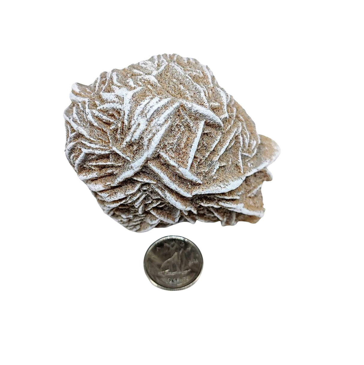 Stone -Desert Rose -Rough -Specimen -150g