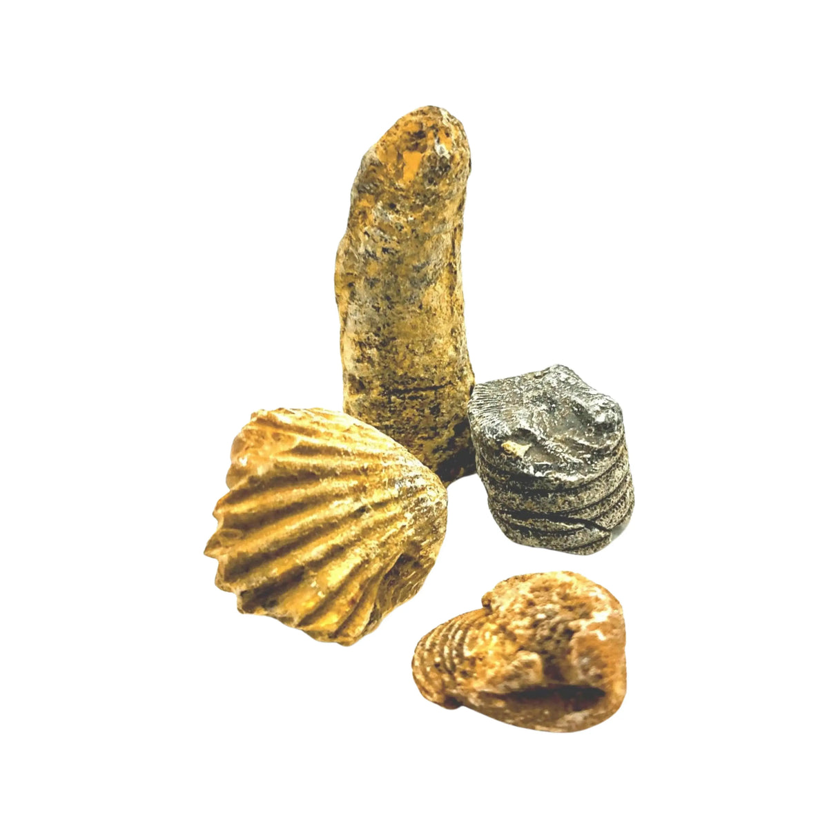 Stone -Fossil Mixed -Rough -Sold by Grams