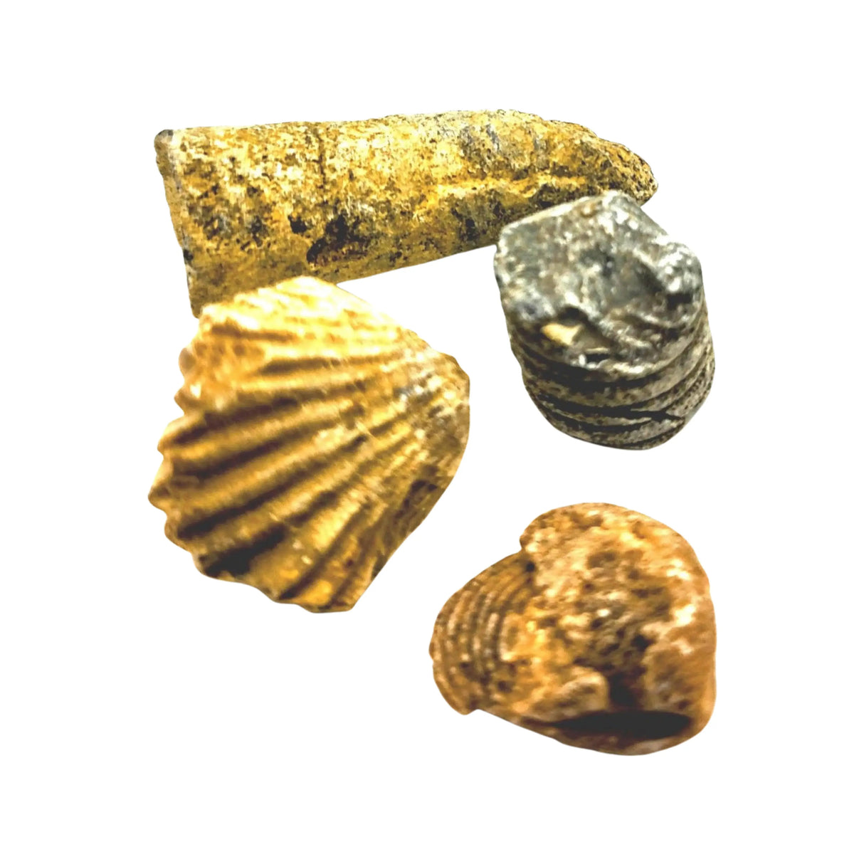 Stone -Fossil Mixed -Rough -Sold by Grams