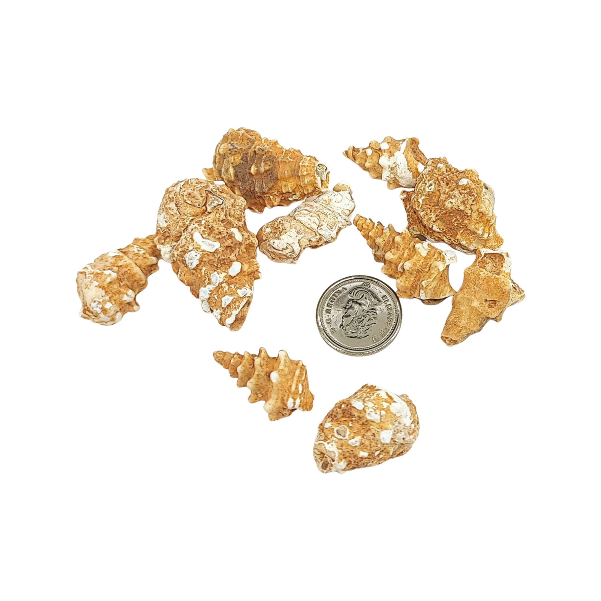 Stone -Gastropod Fossil -Cone -Rough