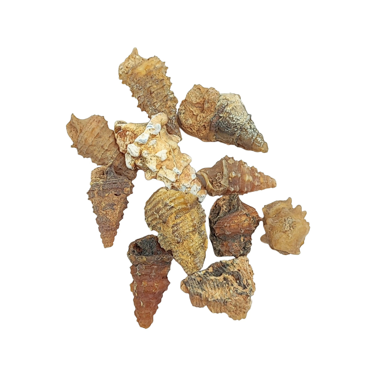 Stone -Gastropod Fossil -Spiky -Rough