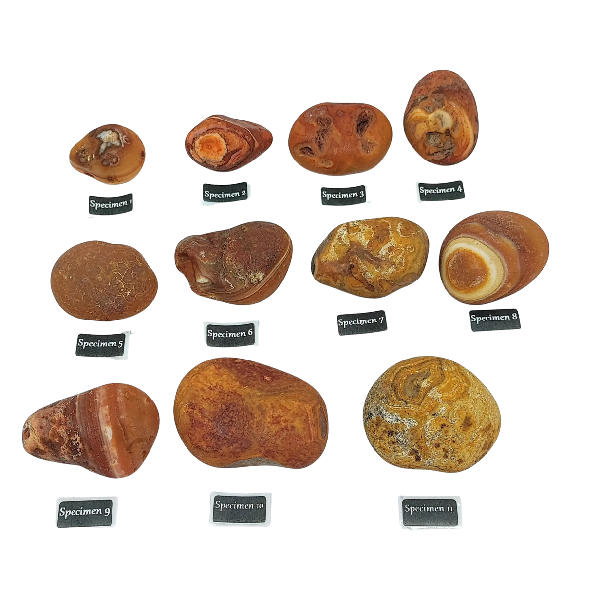 Stone -Natural Palm Agate -Rough