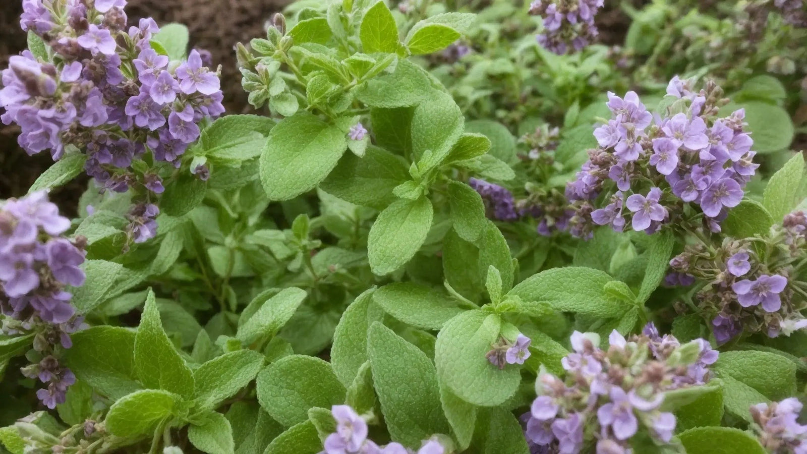 What is the Difference Between Sweet Marjoram & Marjoram Essential Oil Arômes & Évasions