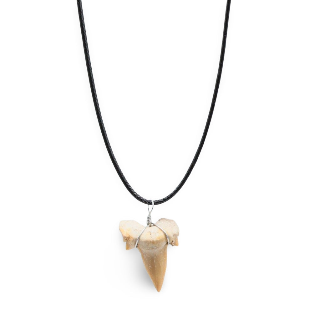 Necklace - Shark Tooth