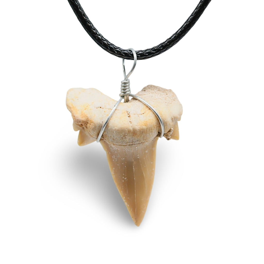 Necklace - Shark Tooth