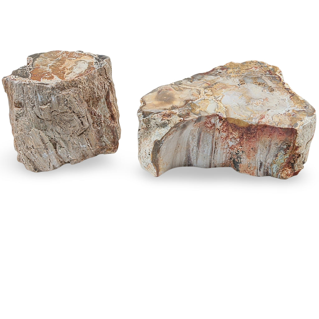 Stone - Petrified Wood Log - Rough & Polish Side