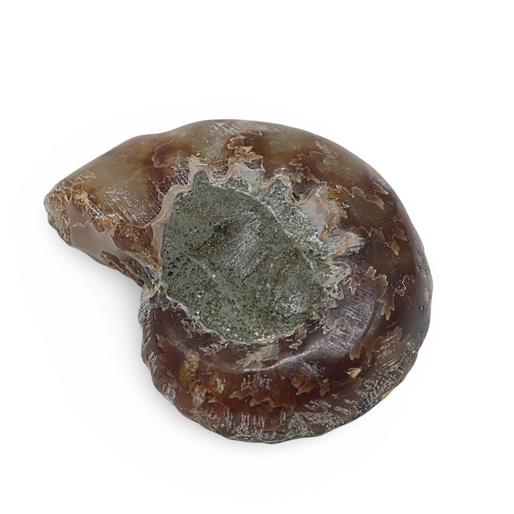 Stone - Fossil Specimen - Amonite