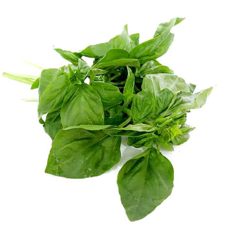 Essential Oil - Basil (Ocimum Basilicum L) 500 ml