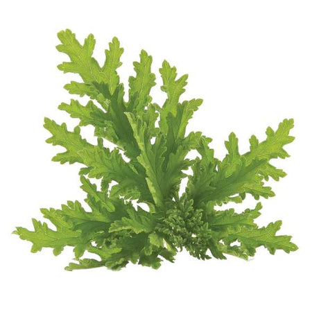 Essential Oil - Citronella Java (Cymbopogon Winterianus) 500 ml 18 oz