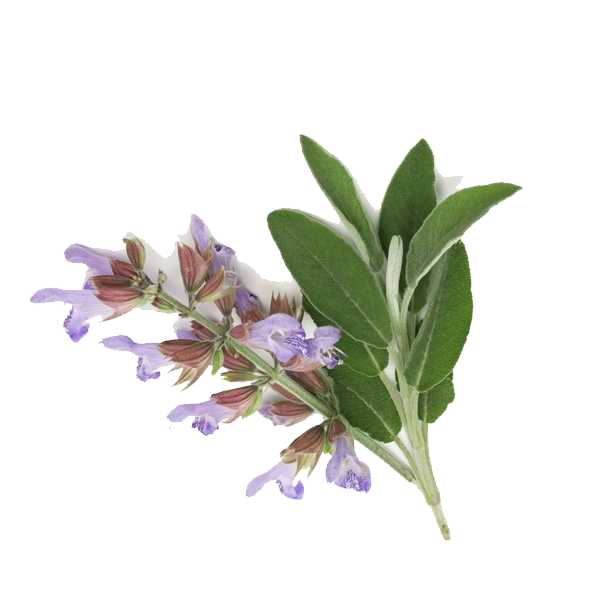 Essential Oil -Clary Sage (Salvia Sclarea L)