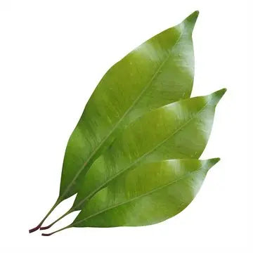 Essential Oil -Clove Leaf (Syzygium Aromaticum L) 500 ml