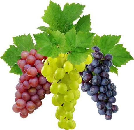 Essential Oil - Grape (Vitis Vinifera) 500 ml
