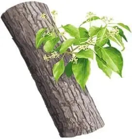Essential Oil -Ho Wood (Cinnamomum Camphora) 500 ml
