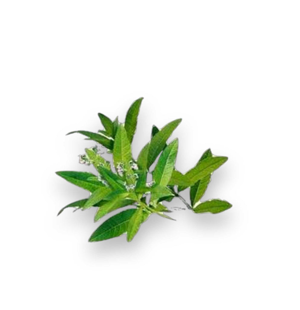 Essential Oil -Lemon Verbena (Aloysia Citrodora) 500 ml
