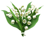 Essential Oil - Lily of the Valley Absolute (Convallaria Majalis)