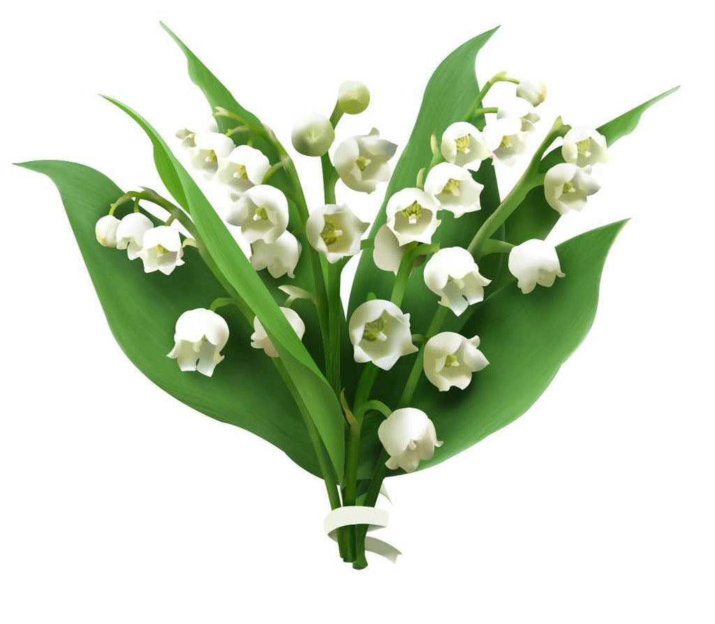 Essential Oil -Lily of the Valley Absolute (Convallaria Majalis)